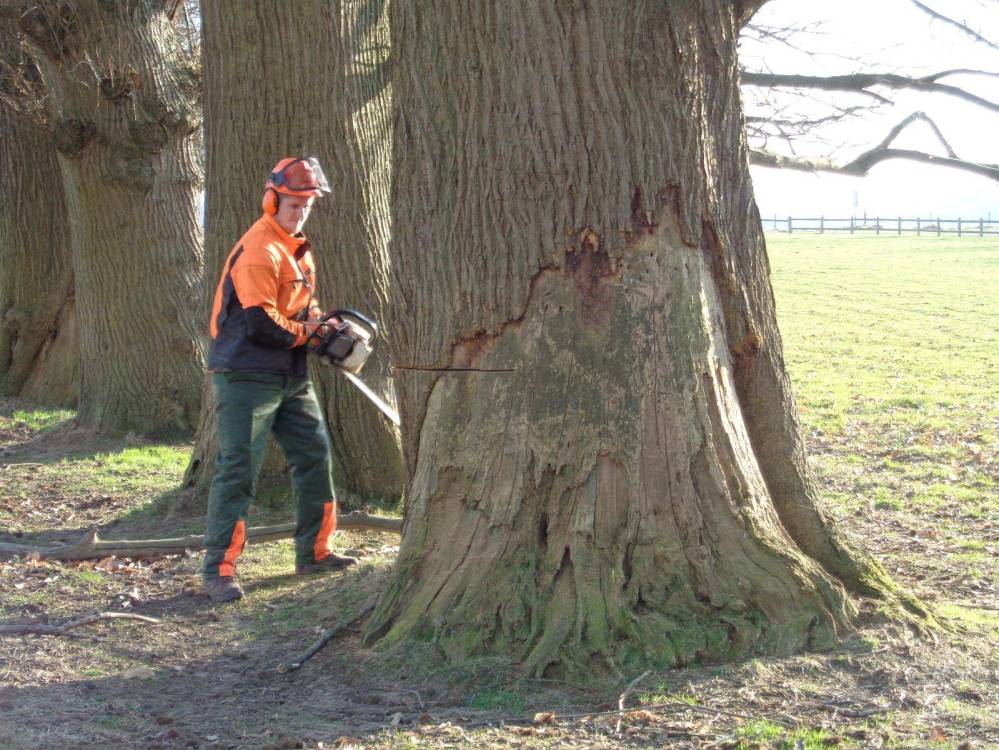 Tronc d'arbre