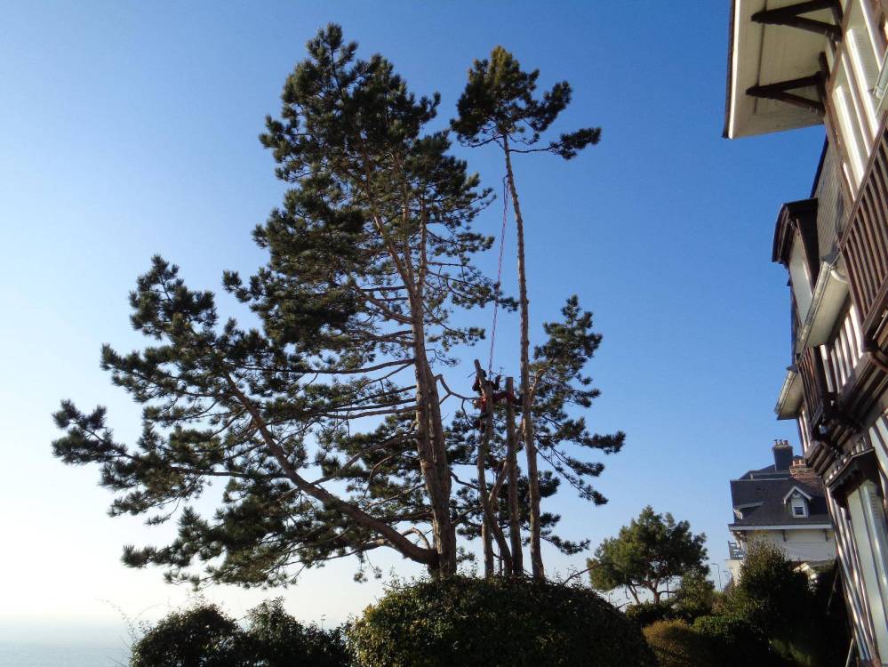 Élagage à Octeville-Sur-Mer